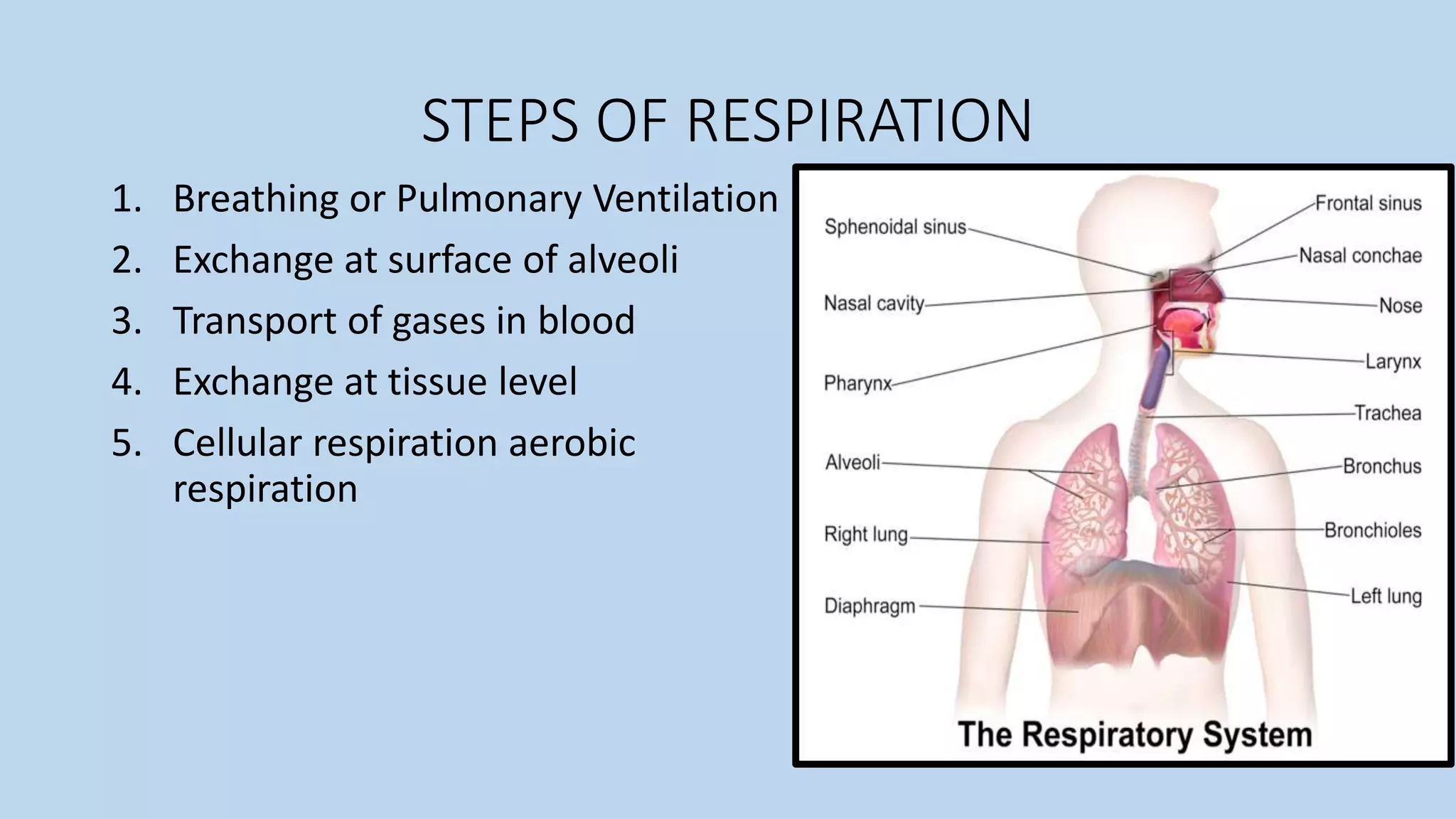 Respiratory Process Steps Respiration in humans | PPTX