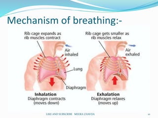 Mechanism of breathing:-
10LIKE AND SUBSCRIBE MEERA CHAVDA
 