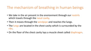 The mechanism of breathing in human beings
• We take in the air present in the environment through our nostrils
which travels through the nasal cavity.
• Then it moves through the windpipe and reaches the lungs.
• The lungs are located in the chest cavity which is surrounded by the
ribs.
• On the floor of the chest cavity lays a muscle sheet called diaphragm.
 