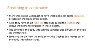 Breathing in cockroach:
• Many insects like Cockroaches have small openings called spiracles
present on the sides of the bodies.
• Also, they have an air tube-like structure called the trachea that
allows the exchange of gases in these insects.
• The air enters the body through the spiracles and diffuses in the cells
via the trachea.
• Similarly, the air from the cells enters the trachea and moves out of
the body through spiracles.
 
