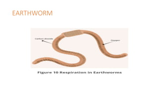 Respiration in living organisms CLASS 7 | PPTX