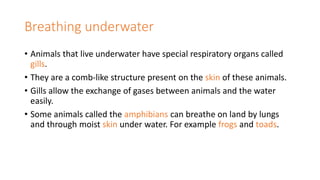 Breathing underwater
• Animals that live underwater have special respiratory organs called
gills.
• They are a comb-like structure present on the skin of these animals.
• Gills allow the exchange of gases between animals and the water
easily.
• Some animals called the amphibians can breathe on land by lungs
and through moist skin under water. For example frogs and toads.
 
