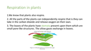Respiration in plants
1.We know that plants also respire.
2. All the parts of the plants can independently respire that is they can
take in the carbon dioxide and release oxygen on their own.
3. The leaves of the plants have stomata present upon them which are
small pore-like structures. The allow gases exchange in leaves.
 