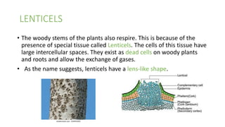 LENTICELS
• The woody stems of the plants also respire. This is because of the
presence of special tissue called Lenticels. The cells of this tissue have
large intercellular spaces. They exist as dead cells on woody plants
and roots and allow the exchange of gases.
• As the name suggests, lenticels have a lens-like shape.
 