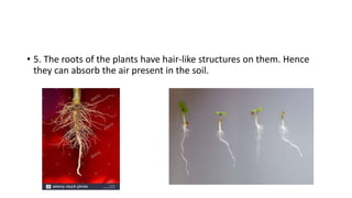 • 5. The roots of the plants have hair-like structures on them. Hence
they can absorb the air present in the soil.
 
