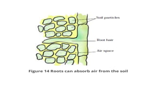 Respiration in living organisms CLASS 7