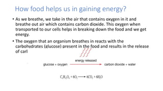 How food helps us in gaining energy?
• As we breathe, we take in the air that contains oxygen in it and
breathe out air which contains carbon dioxide. This oxygen when
transported to our cells helps in breaking down the food and we get
energy.
• The oxygen that an organism breathes in reacts with the
carbohydrates (glucose) present in the food and results in the release
of carbon dioxide, water and energy.
 