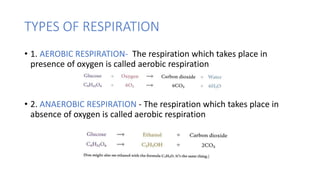 TYPES OF RESPIRATION
• 1. AEROBIC RESPIRATION- The respiration which takes place in
presence of oxygen is called aerobic respiration
• 2. ANAEROBIC RESPIRATION - The respiration which takes place in
absence of oxygen is called aerobic respiration
 