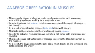 ANAEROBIC RESPIRATION IN MUSCLES
• This generally happens when we undergo a heavy exercise such as running,
weightlifting, cycling or walking for a longer duration.
• In such situations, the muscles require more energy and the supply of oxygen is
not enough.
• As a result of muscles also produce lactic acid along with energy.
• This lactic acid accumulates in the muscles and causes cramps.
• In order to get relief from cramps, we can take a hot water bath or massage our
muscles.
• This is so because hot water bath or massage improves the blood circulation in
the muscles.
• As a result, the oxygen reaches the cells easily which breaks on the lactic acid into
carbon dioxide and water
 