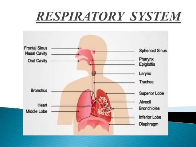 Respiration in man