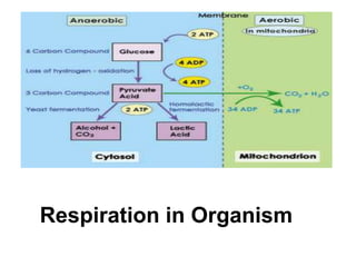 Respiration in Organism

 