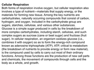 Cellular Respiration
Both forms of respiration involve oxygen, but cellular respiration also
involves a type of nutrient—materials that supply energy, or the
materials for forming new tissue. Among the key nutrients are
carbohydrates, naturally occurring compounds that consist of carbon,
hydrogen, and oxygen. Included in the carbohydrate group are
sugars, starches, cellulose, and various other substances.
Glucose is a simple sugar produced in cells by the breakdown of
more complex carbohydrates, including starch, cellulose, and such
complex sugars as sucrose (cane or beet sugar) and fructose (fruit
sugar). In cellular respiration, an organism oxidizes glucose (i.e.,
combines it with oxygen) so as to form the energy-rich compound
known as adenosine triphosphate (ATP). ATP, critical to metabolism
(the breakdown of nutrients to provide energy or form new material),
is the compound used by cells to carry out most of their ordinary
functions. Among those functions are the production of new cell parts
and chemicals, the movement of compounds through cells and the
body as a whole, and growth.

 
