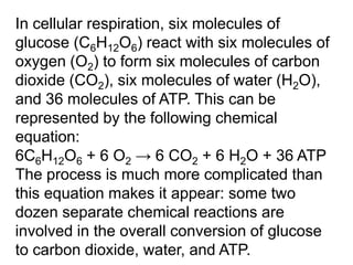 In cellular respiration, six molecules of
glucose (C6H12O6) react with six molecules of
oxygen (O2) to form six molecules of carbon
dioxide (CO2), six molecules of water (H2O),
and 36 molecules of ATP. This can be
represented by the following chemical
equation:
6C6H12O6 + 6 O2 → 6 CO2 + 6 H2O + 36 ATP
The process is much more complicated than
this equation makes it appear: some two
dozen separate chemical reactions are
involved in the overall conversion of glucose
to carbon dioxide, water, and ATP.

 