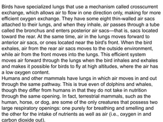 Birds have specialized lungs that use a mechanism called crosscurrent
exchange, which allows air to flow in one direction only, making for more
efficient oxygen exchange. They have some eight thin-walled air sacs
attached to their lungs, and when they inhale, air passes through a tube
called the bronchus and enters posterior air sacs—that is, sacs located
toward the rear. At the same time, air in the lungs moves forward to
anterior air sacs, or ones located near the bird's front. When the bird
exhales, air from the rear air sacs moves to the outside environment,
while air from the front moves into the lungs. This efficient system
moves air forward through the lungs when the bird inhales and exhales
and makes it possible for birds to fly at high altitudes, where the air has
a low oxygen content.
Humans and other mammals have lungs in which air moves in and out
through the same pathway. This is true even of dolphins and whales,
though they differ from humans in that they do not take in nutrition
through the same opening. In fact, terrestrial mammals, such as the
human, horse, or dog, are some of the only creatures that possess two
large respiratory openings: one purely for breathing and smelling and
the other for the intake of nutrients as well as air (i.e., oxygen in and
carbon dioxide out).

 