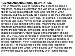 HUMANS AND ANAEROBIC RESPIRATION.
Even in creatures, such as humans, that depend on aerobic
respiration, anaerobic respiration can take place. Most cells are
able to switch from aerobic to anaerobic respiration when
necessary, but they generally are not able to continue producing
energy by this process for very long. For example, a person who
exercises vigorously may be burning up glucose faster than
oxygen is being pumped to the cells, meaning that cellular
respiration cannot take place quickly enough to supply all the
energy the body needs. In that case, cells switch over to
anaerobic respiration, which results in the production of lactic
acid, or C3H6O3. One advantage of anaerobic respiration is that it
can take place very quickly and in short bursts, as opposed to
aerobic respiration, which is designed for slower and steadier use
of muscles. The disadvantage is that anaerobic respiration
produces lactic acid, which, when it builds up in muscles that are
overworked, causes soreness and may even lead to cramps.

 