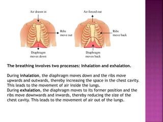 Respiration in organisms | PPTX