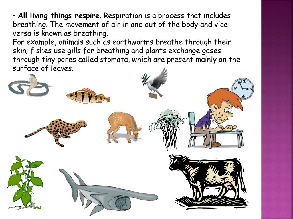 Respiration in organisms