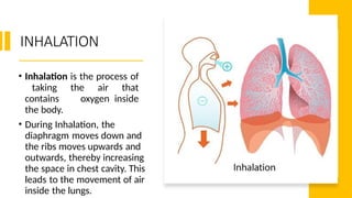 Respiration in Organisms Class-7 .pptx