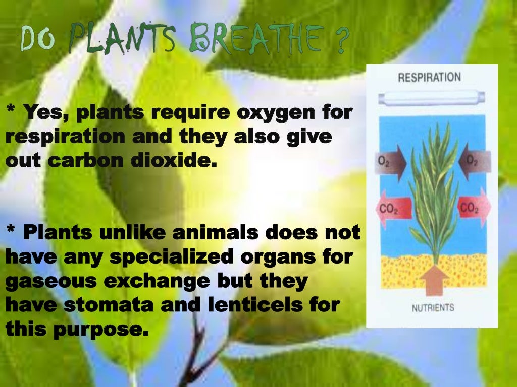 Respiration in plants (Do plants breathe and Glycolysis)