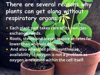 Respiration in plants