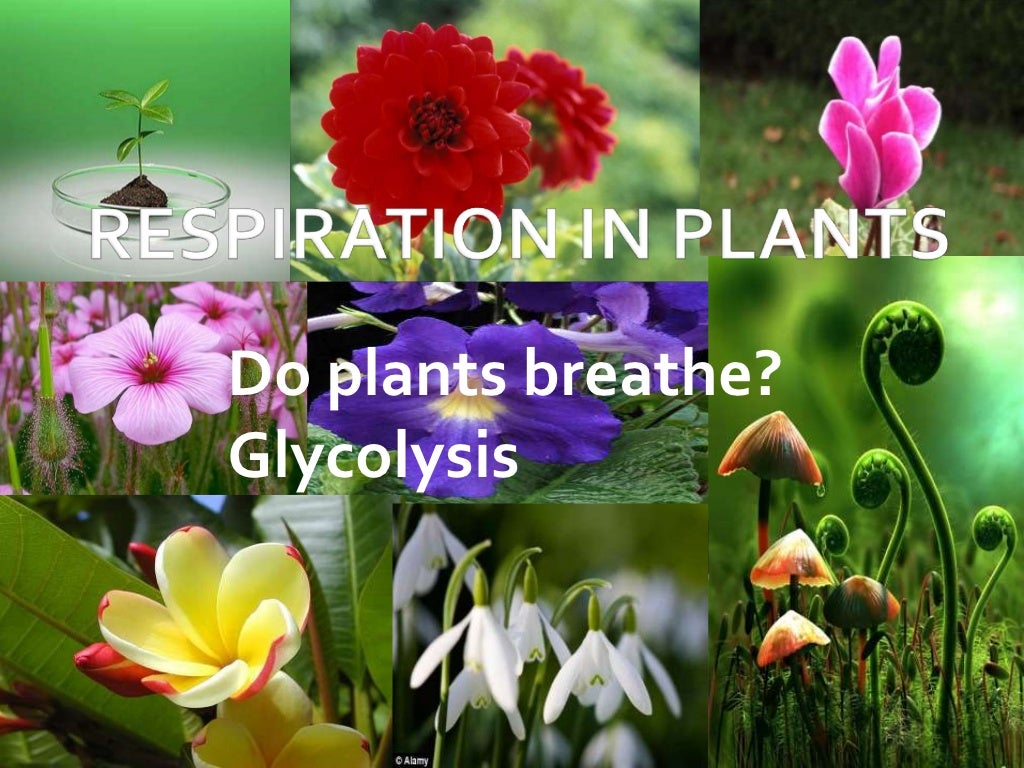 Respiration in plants