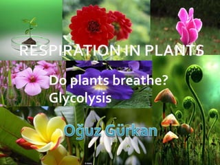 Do plants breathe?
Glycolysis
 