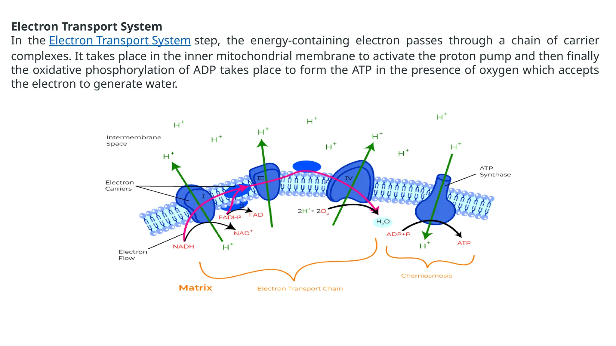 Electron Transport System
In the Electron Transport System step, the energy-containing electron passes through a chain of carrier
complexes. It takes place in the inner mitochondrial membrane to activate the proton pump and then finally
the oxidative phosphorylation of ADP takes place to form the ATP in the presence of oxygen which accepts
the electron to generate water.
 