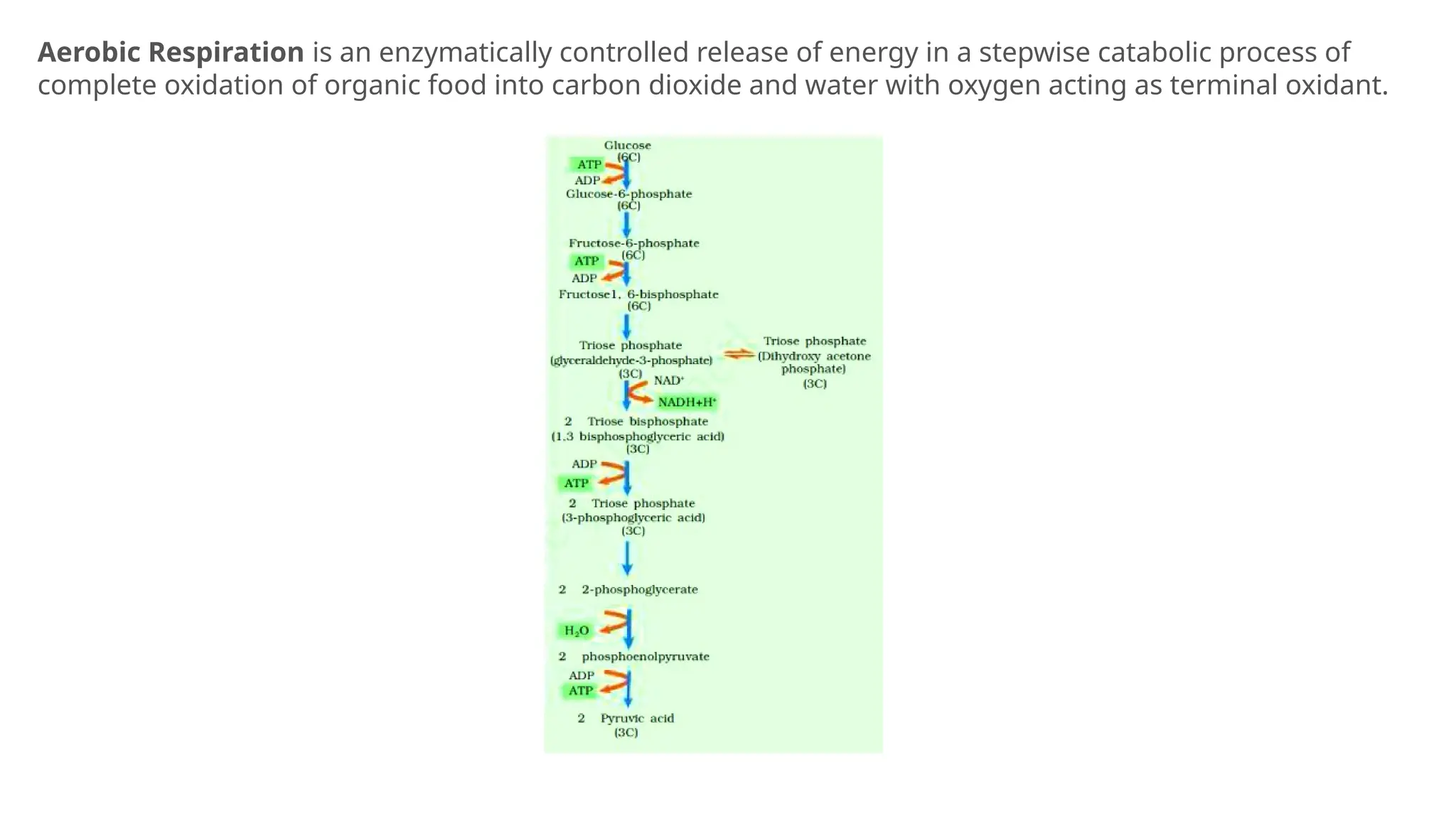 Aerobic Respiration is an enzymatically controlled release of energy in a stepwise catabolic process of
complete oxidation of organic food into carbon dioxide and water with oxygen acting as terminal oxidant.
 