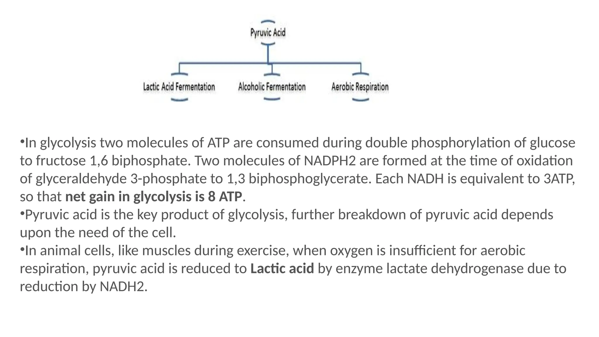 •In glycolysis two molecules of ATP are consumed during double phosphorylation of glucose
to fructose 1,6 biphosphate. Two molecules of NADPH2 are formed at the time of oxidation
of glyceraldehyde 3-phosphate to 1,3 biphosphoglycerate. Each NADH is equivalent to 3ATP,
so that net gain in glycolysis is 8 ATP.
•Pyruvic acid is the key product of glycolysis, further breakdown of pyruvic acid depends
upon the need of the cell.
•In animal cells, like muscles during exercise, when oxygen is insufficient for aerobic
respiration, pyruvic acid is reduced to Lactic acid by enzyme lactate dehydrogenase due to
reduction by NADH2.
 