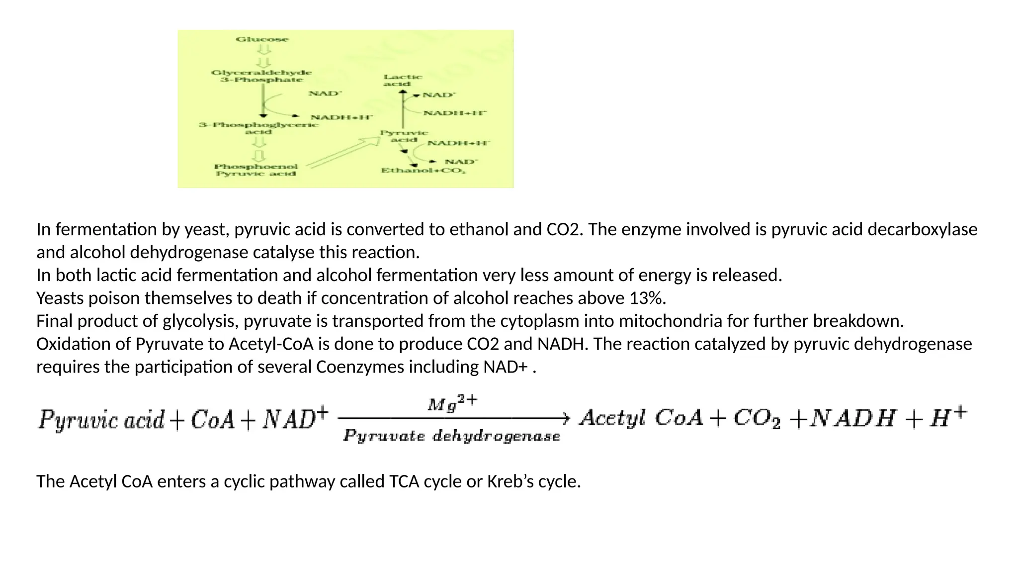 In fermentation by yeast, pyruvic acid is converted to ethanol and CO2. The enzyme involved is pyruvic acid decarboxylase
and alcohol dehydrogenase catalyse this reaction.
In both lactic acid fermentation and alcohol fermentation very less amount of energy is released.
Yeasts poison themselves to death if concentration of alcohol reaches above 13%.
Final product of glycolysis, pyruvate is transported from the cytoplasm into mitochondria for further breakdown.
Oxidation of Pyruvate to Acetyl-CoA is done to produce CO2 and NADH. The reaction catalyzed by pyruvic dehydrogenase
requires the participation of several Coenzymes including NAD+ .
The Acetyl CoA enters a cyclic pathway called TCA cycle or Kreb’s cycle.
 