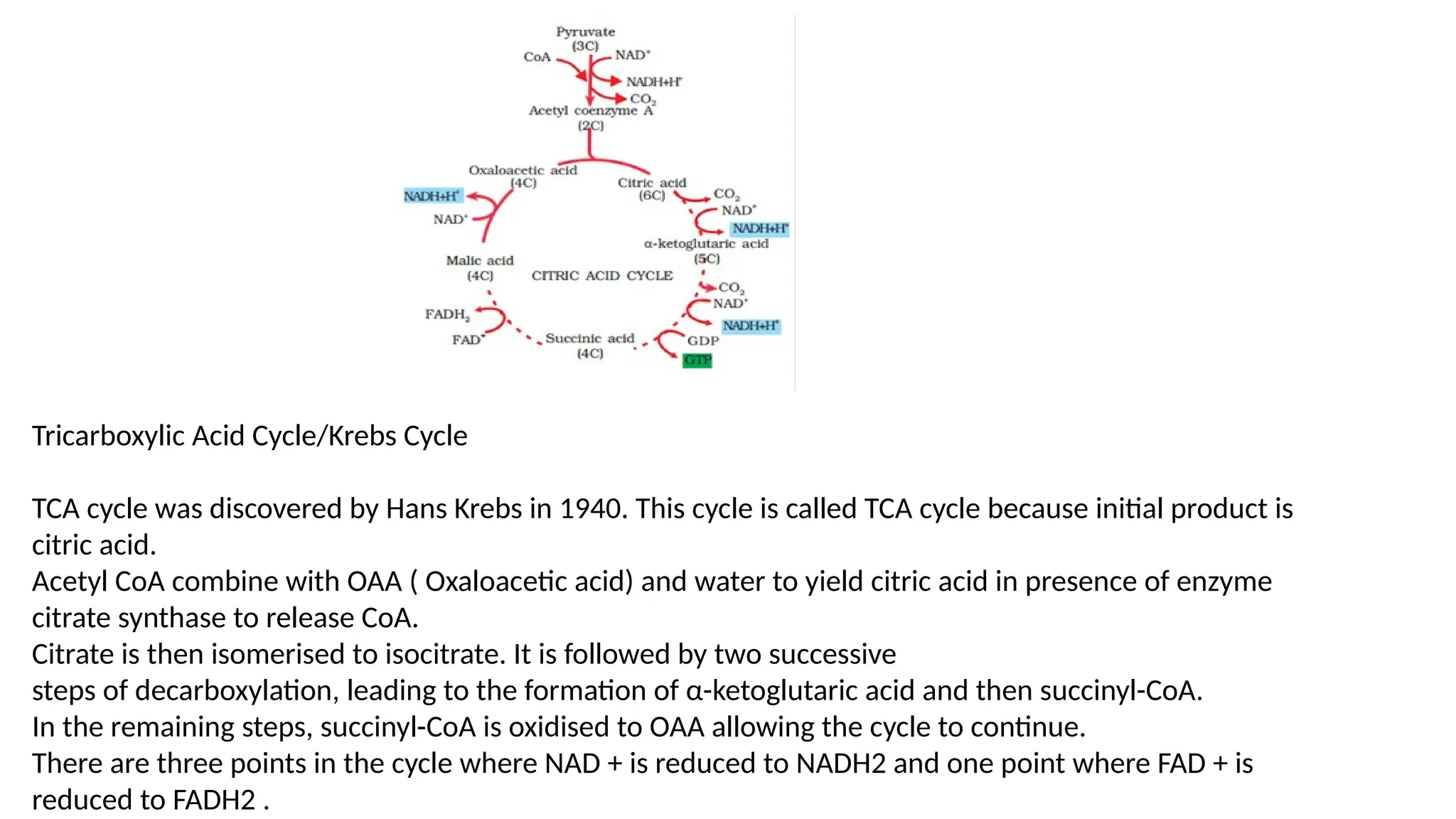 Tricarboxylic Acid Cycle/Krebs Cycle
TCA cycle was discovered by Hans Krebs in 1940. This cycle is called TCA cycle because initial product is
citric acid.
Acetyl CoA combine with OAA ( Oxaloacetic acid) and water to yield citric acid in presence of enzyme
citrate synthase to release CoA.
Citrate is then isomerised to isocitrate. It is followed by two successive
steps of decarboxylation, leading to the formation of α-ketoglutaric acid and then succinyl-CoA.
In the remaining steps, succinyl-CoA is oxidised to OAA allowing the cycle to continue.
There are three points in the cycle where NAD + is reduced to NADH2 and one point where FAD + is
reduced to FADH2 .
 