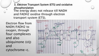 Respiration in plants [Autosaved].pptx