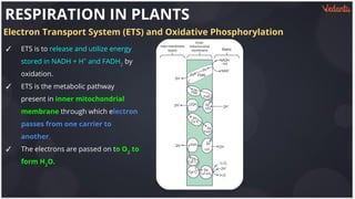 Respiration+in+Plants+Master+Copy.pdf
