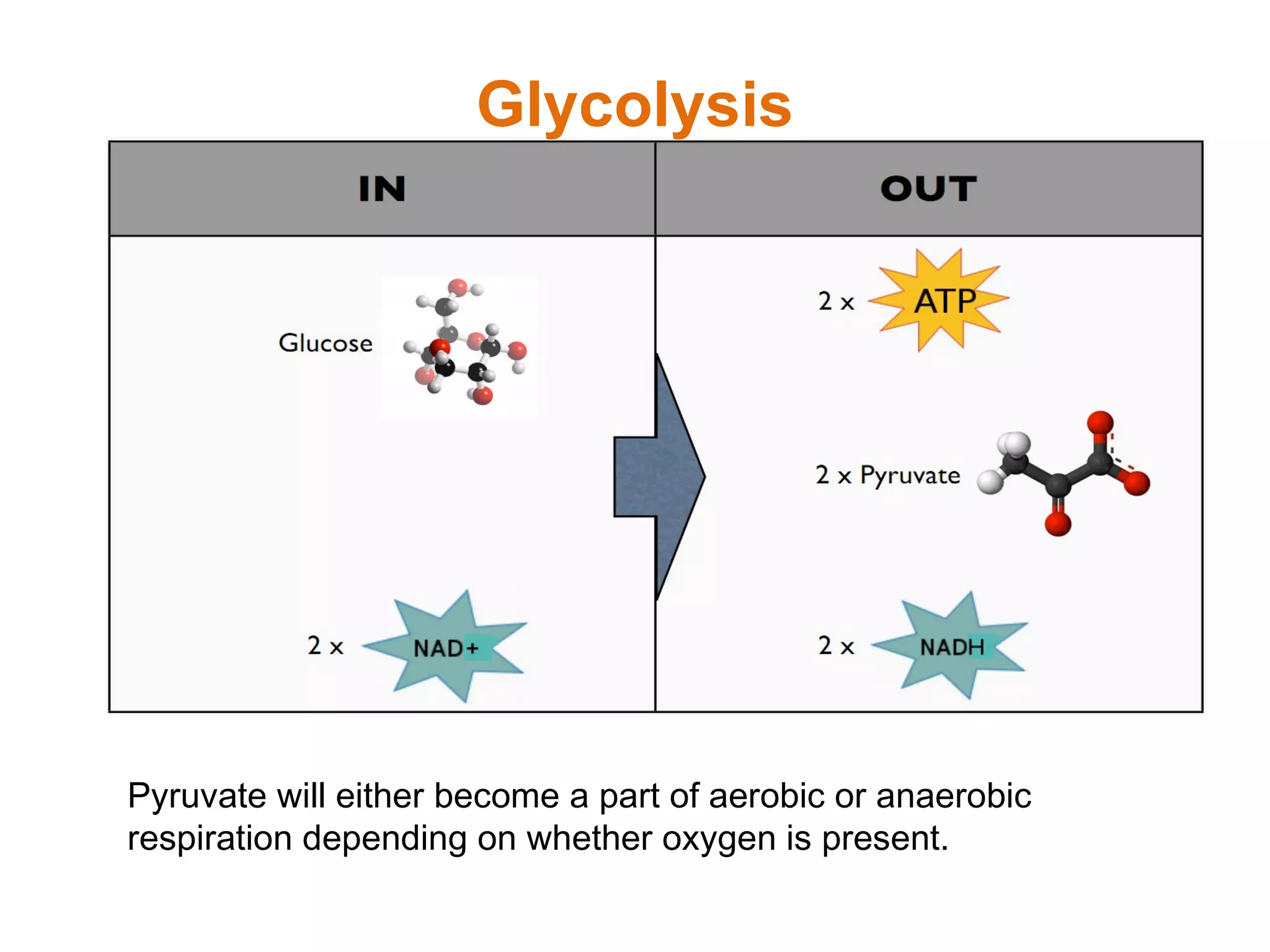 Glycolysis Pyruvate will either become a part of aerobic or anaerobic respiration depending on whether oxygen is present. 