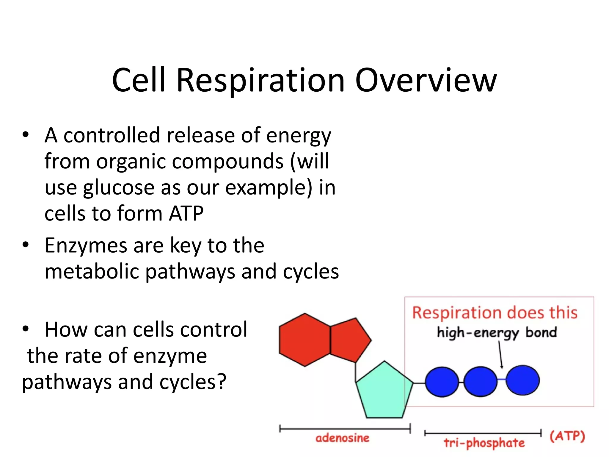 Cell Respiration Overview A controlled release of energy from organic compounds (will use glucose as our example) in cells to form ATP Enzymes are key to the metabolic pathways and cycles How can cells control the rate of enzyme  pathways and cycles? 