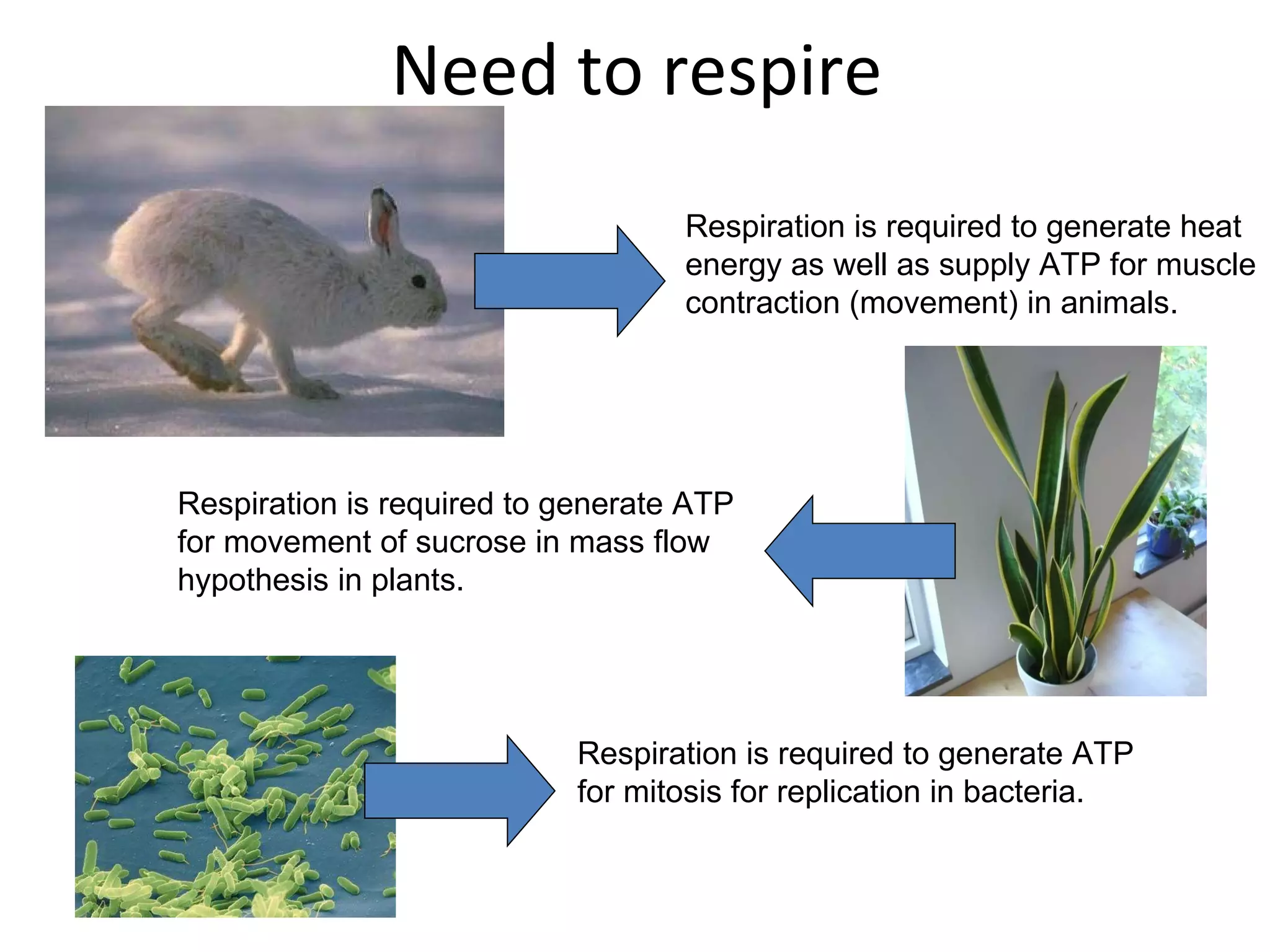 Need to respire Respiration is required to generate heat  energy as well as supply ATP for muscle  contraction (movement) in animals. Respiration is required to generate ATP for movement of sucrose in mass flow hypothesis in plants. Respiration is required to generate ATP for mitosis for replication in bacteria. 