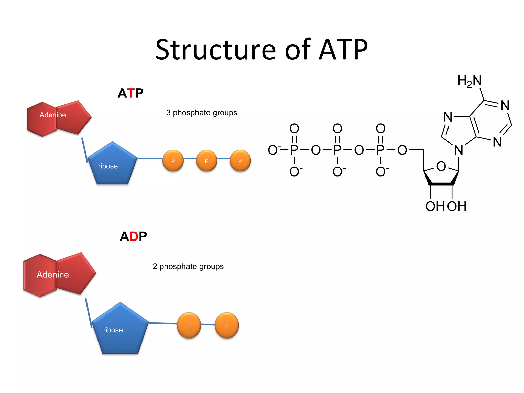 Structure of ATP A T P P P P Adenine 3 phosphate groups ribose P P A D P 2 phosphate groups ribose Adenine 