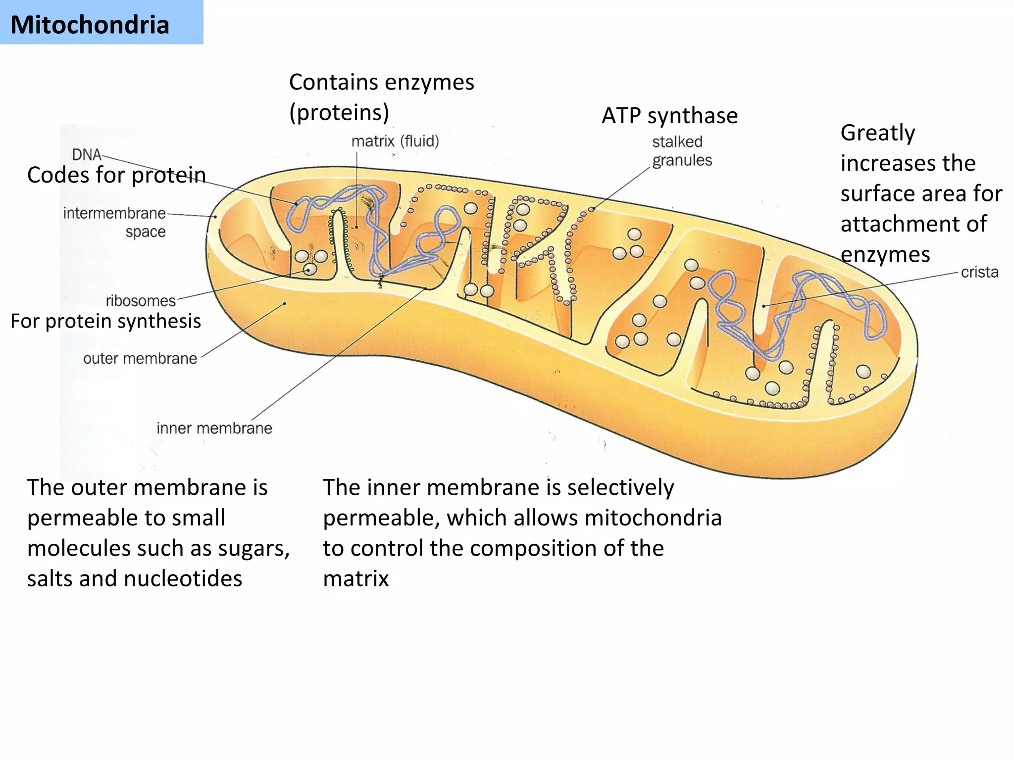 Mitochondria Greatly increases the surface area for attachment of enzymes For protein synthesis The outer membrane is permeable to small molecules such as sugars, salts and nucleotides The inner membrane is selectively permeable, which allows mitochondria to control the composition of the matrix Codes for protein Contains enzymes (proteins) ATP synthase 