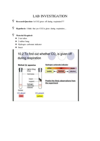 LAB INVESTIGATION
Ÿ ResearchQuestion- Is CO2 given off during respiration???
Ÿ Hypothesis- I think that yes CO2 is given during respiration....
Ÿ Material Required-
❖ 2 test tubes
❖ 2 rubber bung
❖ Hydrogen carbonate indicator
❖ Insect
 