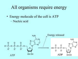 All organisms require energy
• Energy molecule of the cell is ATP
– Nucleic acid
Energy released
ATP ADP
 