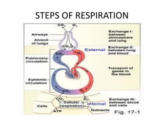 STEPS OF RESPIRATION
 