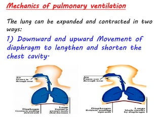 .
Mechanics of pulmonary ventilation
The lung can be expanded and contracted in two
ways:
1) Downward and upward Movement of
diaphragm to lengthen and shorten the
chest cavity.
 