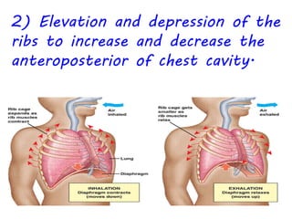 2) Elevation and depression of the
ribs to increase and decrease the
anteroposterior of chest cavity.
 