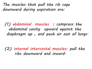 The muscles that pull the rib cage
downward during expiration are:
(1) abdominal muscles : compress the
abdominal cavity upward against the
diaphragm up , and push air out of lungs.
(2) internal intercostal muscles: pull the
ribs downward and inward.
 
