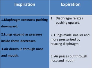Inspiration Expiration
1.Diaphragm contracts pushing
downward.
2.Lungs expand as pressure
inside chest decreases.
3.Air drawn in through nose
and mouth.
1. Diaphragm relaxes
pushing upward.
2. Lungs made smaller and
more pressurized by
relaxing diaphragm.
3. Air passes out through
nose and mouth.
 