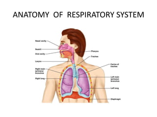ANATOMY OF RESPIRATORY SYSTEM
 