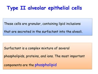 Surfactant is a complex mixture of several
phospholipids, proteins, and ions. The most important
components are the phospholipid
Type II alveolar epithelial cells
These cells are granular, containing lipid inclusions
that are secreted in the surfactant into the alveoli.
 