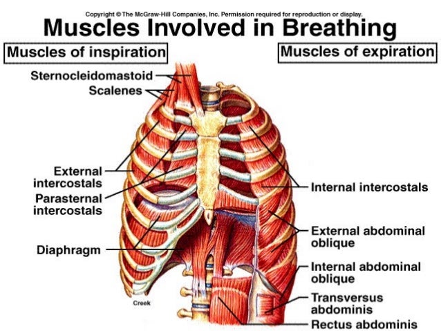 PUA respiration