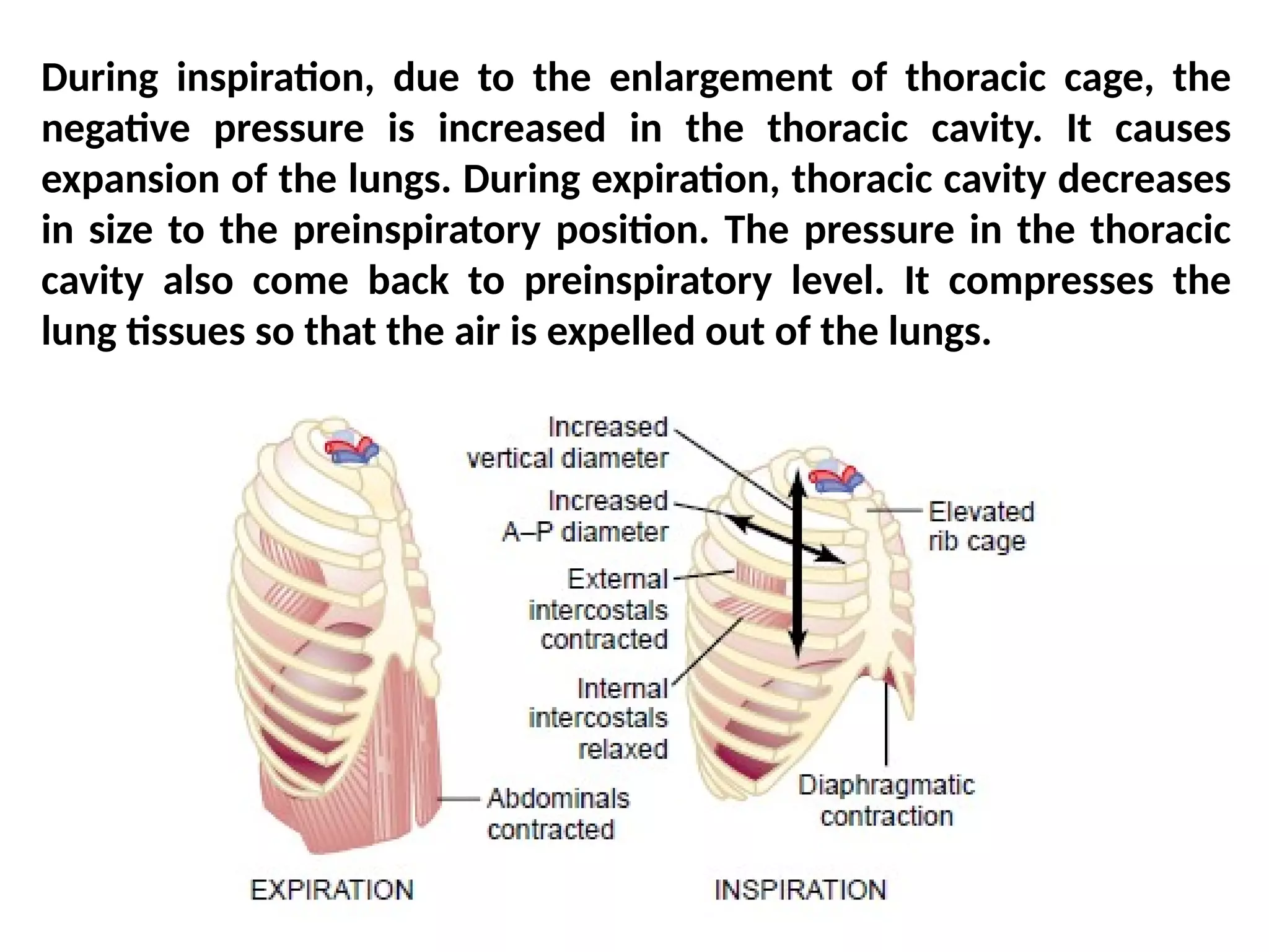 respiration notes.pdf