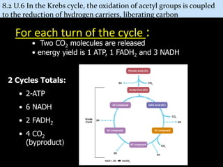 Cellular Respiration Notes for simple explanation of the process | PPT